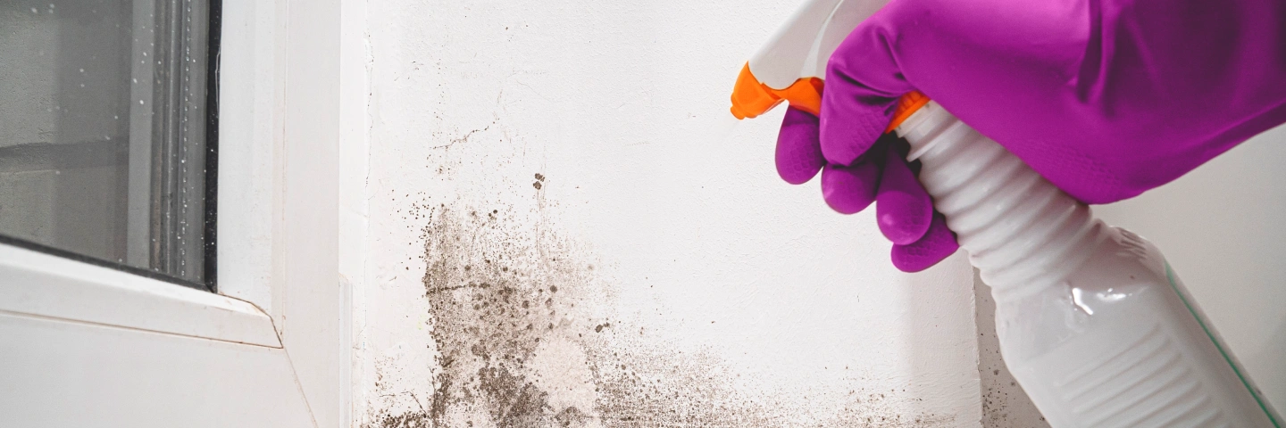 Close-up of a purple gloved hand spraying a cleaning solution onto a wall with visible mold or mildew growth, suggesting mold as an allergy trigger